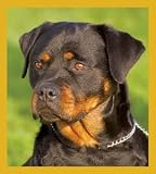 Rottweiler Puppy Bookmark