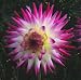 Dahlia Hayley Jane (3 Bulbs)