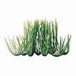 Hairgrass Aquarium Plant, 6" Green