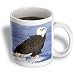 VWPics Birds - BALD EAGLE WITH FLUFFY FEATHERS ON ICE.(HALIAEETUS LECUCOCEPHALUS).HOMER, ALASKA - Mugs