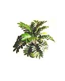 Zamia Plant Large Silk Artificial in Woven Basket 30