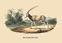 Algazelle (Gazelle) 20x30 poster - Prints - 08907-5P2030