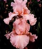 Happenstance Bearded Iris