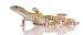 Wallmonkeys Peel and Stick Wall Decals - Leopard Gecko - Eublepharis Macularius - Removable Graphic