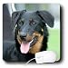 Dogs Beauceron - Beauceron - Mouse Pads