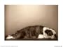Lulu Art Poster Print by Deborah Samuel, 16x12