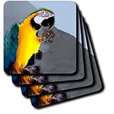 Birds - Blue and Gold Macaw - Coasters