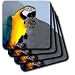Birds - Blue and Gold Macaw - Coasters