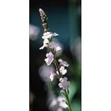 Vervain Essence 7.4ml