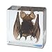 Vampire Bat Acrylic Paperweight