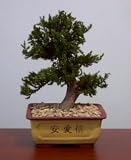 Bonsai Boy's Preserved Juniper Bonsai Tree - Upright Style Potted in Chinese Bonsai Containe Preserved - Not a living tree r