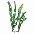 Tetra USA Water Wonders Plants 12in Jungle Val