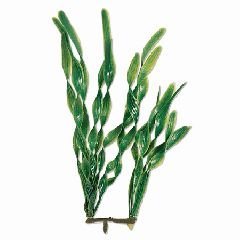 Water Wonders Plants - Jungle Val - 6 in.