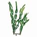 Water Wonders Plants - Jungle Val - 6 in.