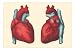 Anterior and Posterior Views of the Heart MasterPoster Print, 18x12