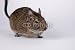 Wallmonkeys Peel and Stick Wall Decals - Degu - Removable Graphic