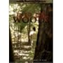 Into the Woods