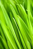 Green Blend Organic Herbal Greens 1 Lb