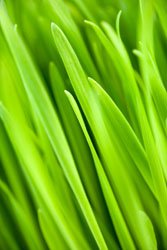 Green Blend Organic Herbal Greens 1 Lb by Natural Arts Botanicals