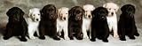 (12x36) Lab Puppies (9 In a Row) Art Poster Print