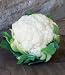 Snowball Cauliflower 600 Seeds
