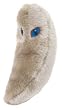 Giant Microbes - Toxoplasmosis (Toxoplasma gondii) Educational Plush Toy