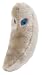 Giant Microbes - Toxoplasmosis (Toxoplasma gondii) Educational Plush Toy