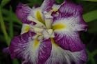 Iris Ensata Cascade Spice Cascade Spice Japanese Iris- Pot Size #1 Gal.