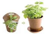 Rice Hull Garden - Lemon Basil