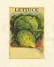 Lettuce by Smith Thompson Fine Art Print / Poster 9.50 x 12.00 in.