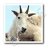 Farm Animals - Alpine Goat - Iron on Heat Transfers
