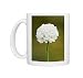 Photo Mugs of Armeria maritima Armada Early White from Science Photo Library