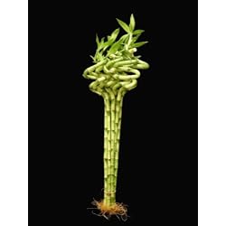 10 x 18" Sprial Lucky Bamboo (32" tall top to bottom)
