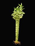 10 x 18 Sprial Lucky Bamboo (32 tall top to bottom)