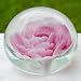 Briefbeschwerer Rose