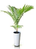 ���V�F�t�F�U�[�p�[��10.5cm�����O�|�b�g�Ɛ�p���F�X�g���[�g�i���j�̃Z�b�g�̉��i��r