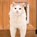 PetSafe Cat Flap