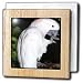 Moluccan Cockatoo - 6 Inch Tile Napkin Holder