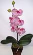 Silk Phaleonopsis Orchid (veined lavender) in Dark Wood