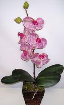 Silk Phaleonopsis Orchid (veined lavender) in Dark Wood