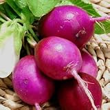 Radish 'Plum Purple' Seeds x 1 Packet FREEPOST UK