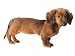   - Diecut Card Dachshund