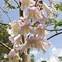 EMPRESS TREE - 8 Seeds - Pauiownia tomentosa