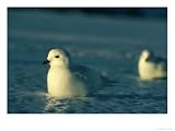 Snow Petrels on Ice, Antarctica Photographic Poster Print by Doug Allan, 32x24