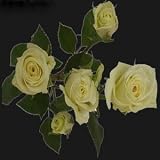 LAST CHANCE FOR V-DAY DELIVERY Over 100 Blooms of White Spray Roses for Valentine's Day, Buy 50, Get over 50 FREE. ONLY BY SPRING IN THE AIR.