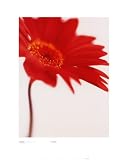Gerbera, Bright Red on White (detail) Art Poster Print by Michael Banks, 16x20