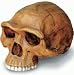 Skullduggery 0248-1 Homo Erectus Cranium with Stand