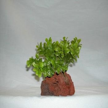 .Rocky mountain 2 green lava plant small anchored by a lava base these plants cannot be uprooted and will not float up. great for aquariums or terrariums. single plant on base.