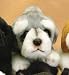   - Plush Schnauzer Puppy Playing 7