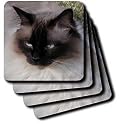 Cats - Siamese Cat - Coasters